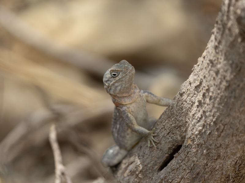 Madagaskar-Baumleguan-Oplurus-cuvieri-2