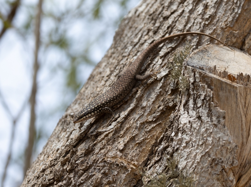 Madagaskar-Kielkordylid-Tracheloptychus-madagascariensis