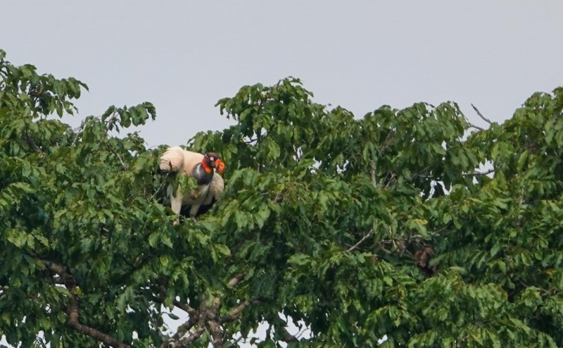 Rio-Napo-Geier-2