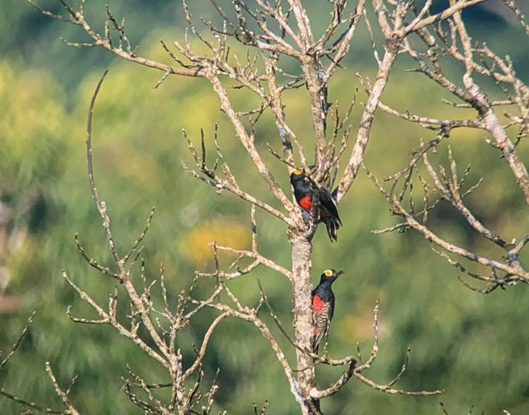 Schläfenfleckspecht-Melanerpes-pucherani