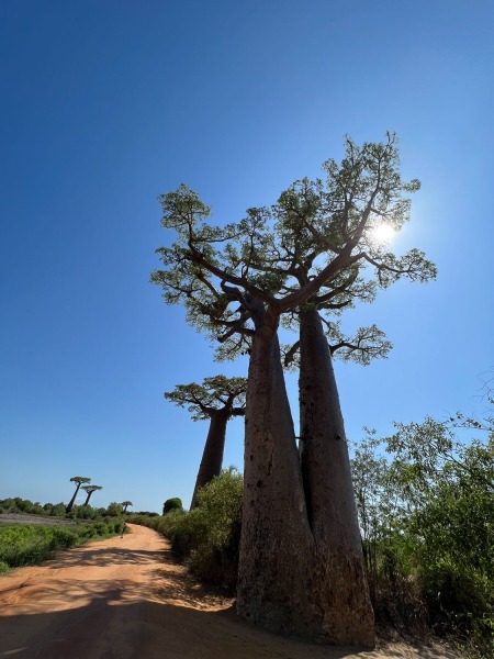 Baobab-Allee-2