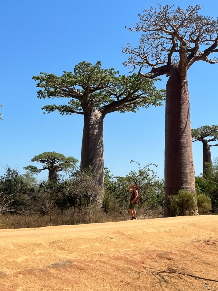 Baobab-Allee-Anni