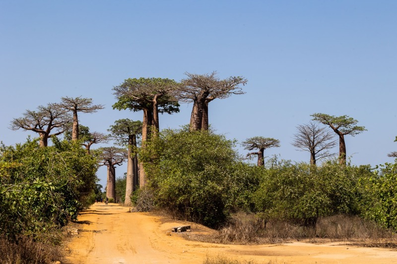 Baobab-Allee