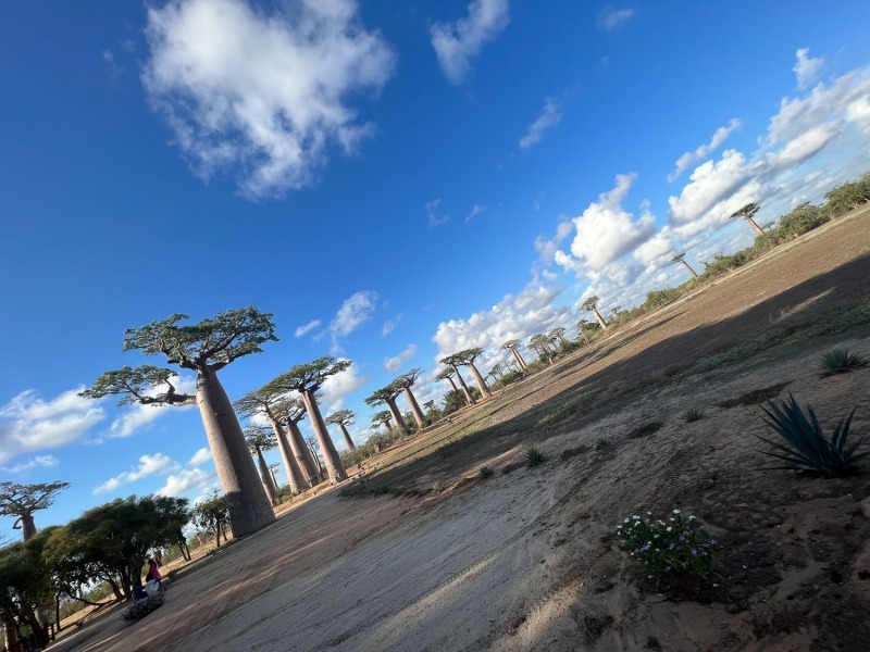 Baobab-Allee