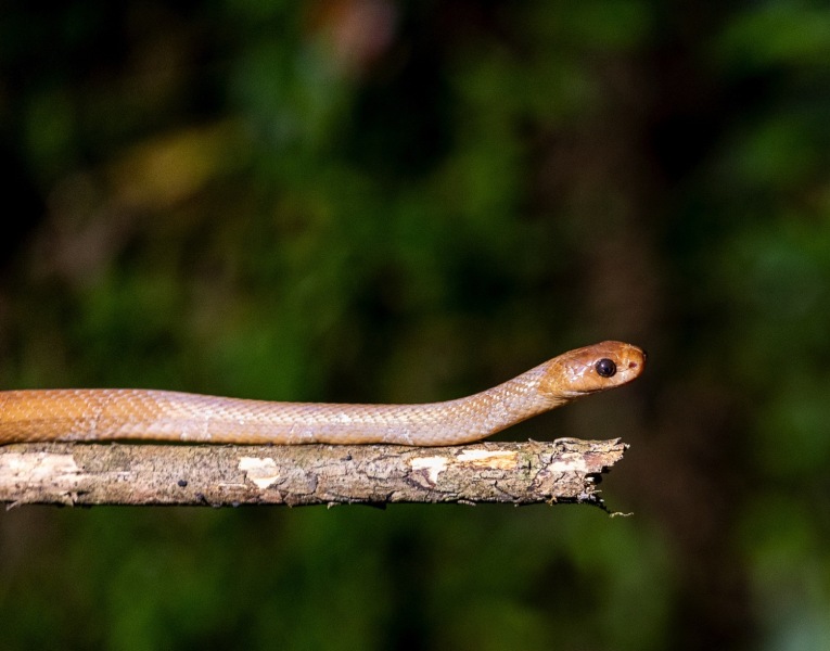 Parastenophis-betsileanus-Baumschlange-4