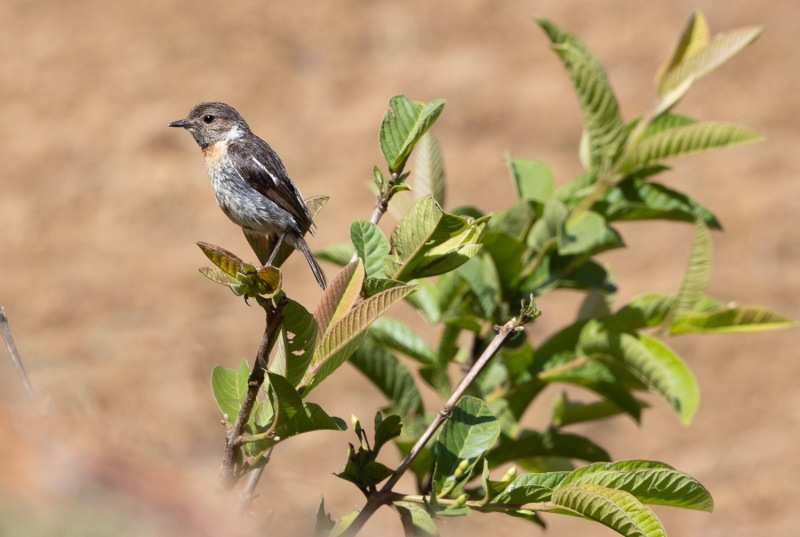 Afrikanisches-Schwarzkehlchen-Saxicola-torquatus-2