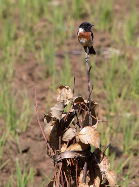 Afrikanisches-Schwarzkehlchen-Saxicola-torquatus