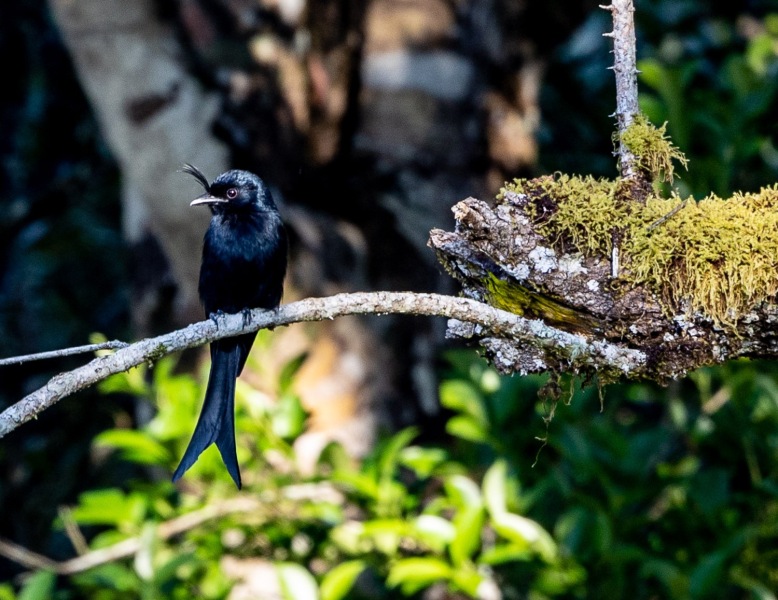 Dicrurus-forficatus-Madagaskardrongo