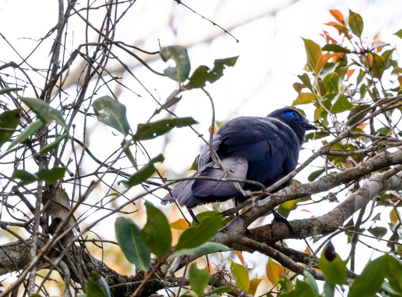 Blau-Seidenkuckuck-Coua-caerulea-2