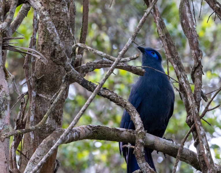 Blau-Seidenkuckuck-Coua-caerulea-5