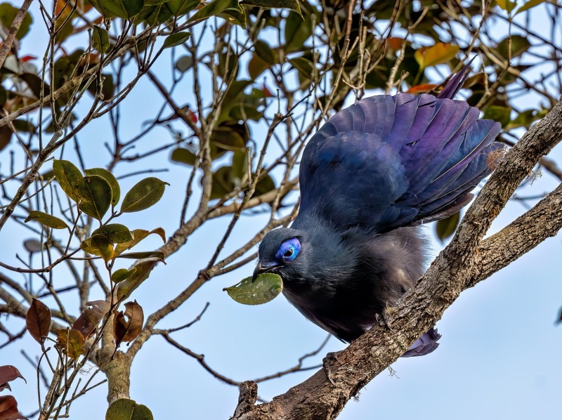 Blau-Seidenkuckuck-Coua-caerulea-6