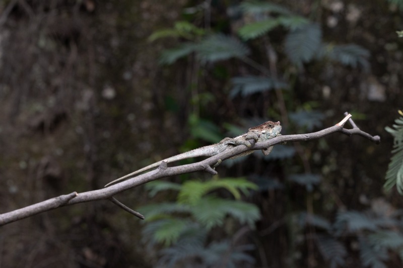 Blaubeinchamaeleon-Calumma-crypticum-2