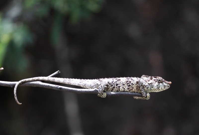 Blaubeinchamaeleon-Calumma-crypticum-3