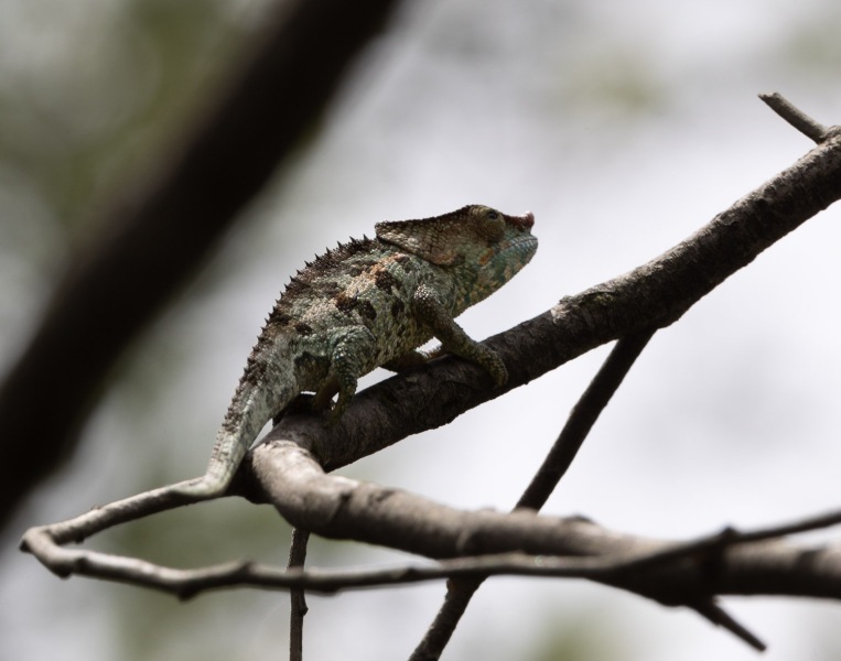 Blaubeinchamaeleon-Calumma-crypticum