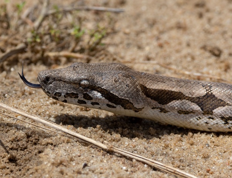 Acrantophis-dumerili-Madagaskarboa-2