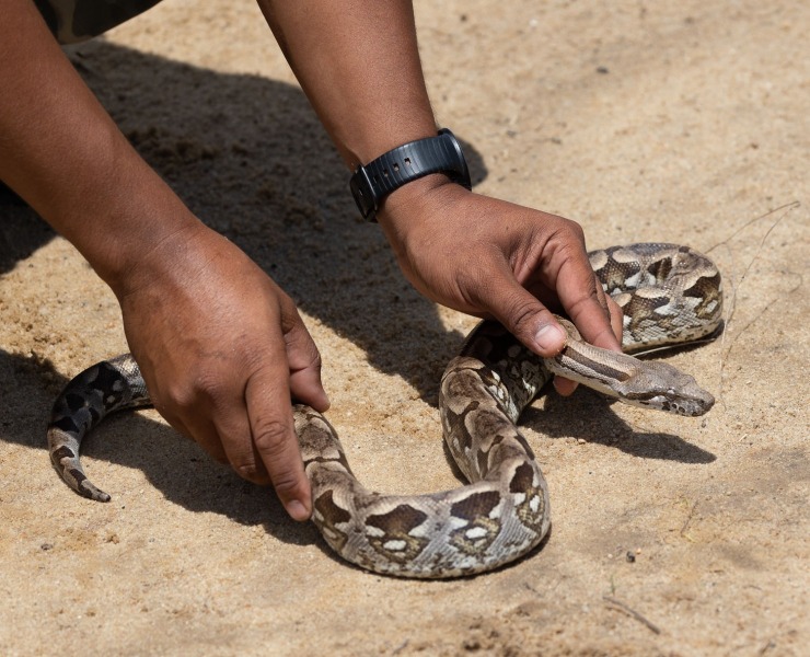 Acrantophis-dumerili-Madagaskarboa-3