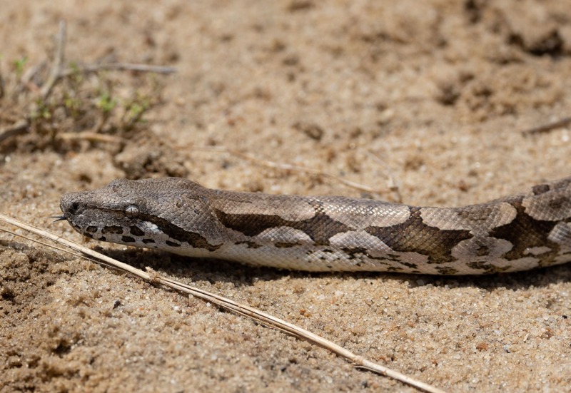 Acrantophis-dumerili-Madagaskarboa