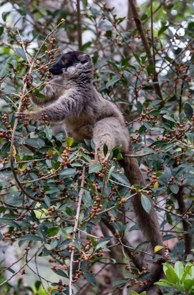 brauner-Lemur-Eulemur-fulvus-2