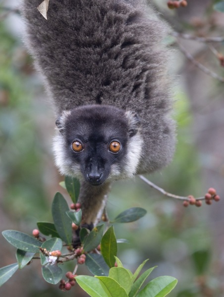 brauner-Lemur-Eulemur-fulvus-4