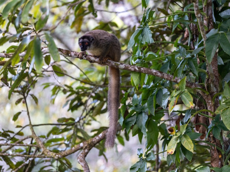 brauner-Lemur-Hotelanlage-3