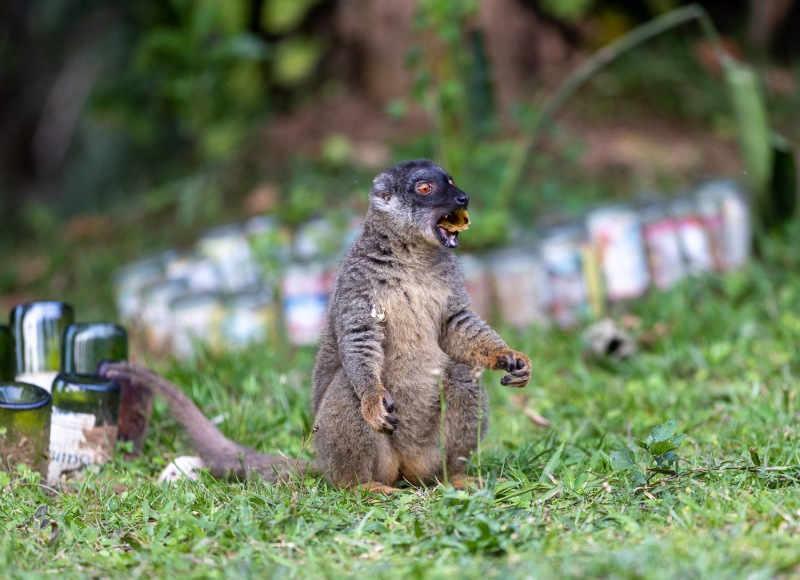 brauner-Lemur-Hotelanlage