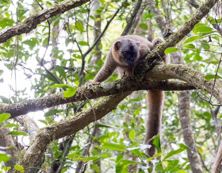 Eulemur-fulvus-Brauner-Maki-3