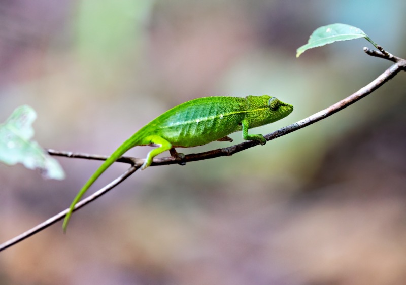 Calumma-gastrotaenia-Perinet-Chamaeleon-Seitenstreifen-Chamaeleon-3