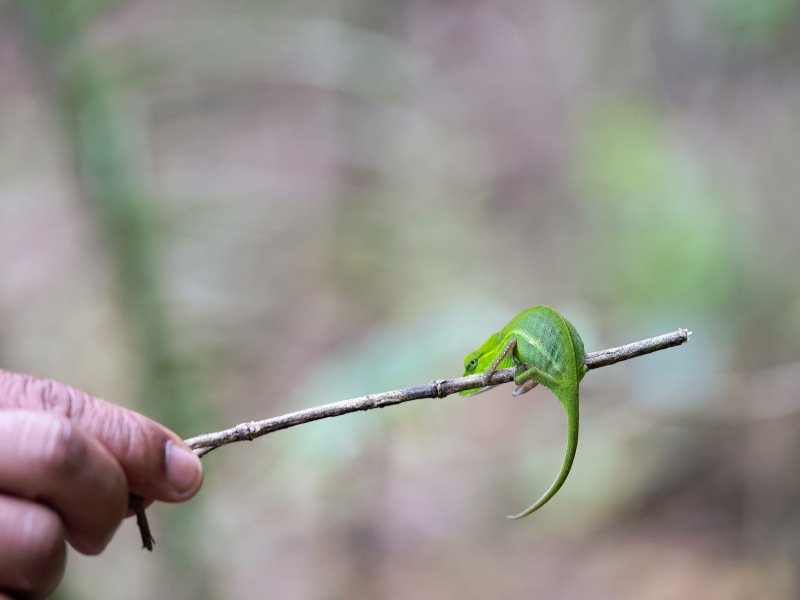 Calumma-gastrotaenia-Perinet-Chamaeleon-Seitenstreifen-Chamaeleon