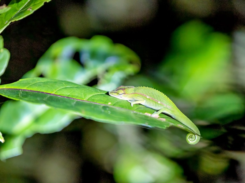 Calumma-gastrotaenia-Seitenstreifen-Chamaeleon