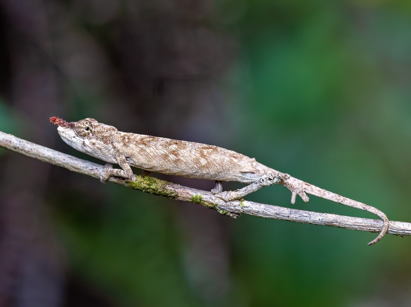 Vohimana-Calumma-gallus-Weibchen