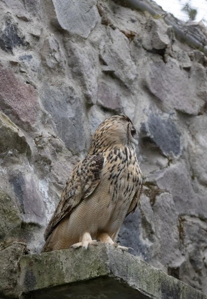 CondorPark-Bubo-bubo-Eule