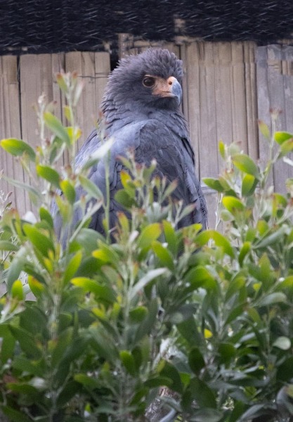 CondorPark-Buteogallus-anthracinu-Krabbenbussard