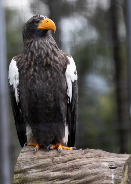 CondorPark-Haliaeetus-pelagicus-Riesenseeadler