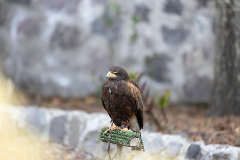 CondorPark-Parabuteo-unicinctus-Wüstenbussard