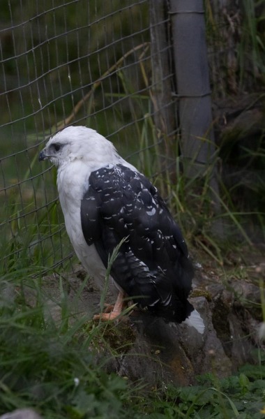 CondorPark-Schneebussard