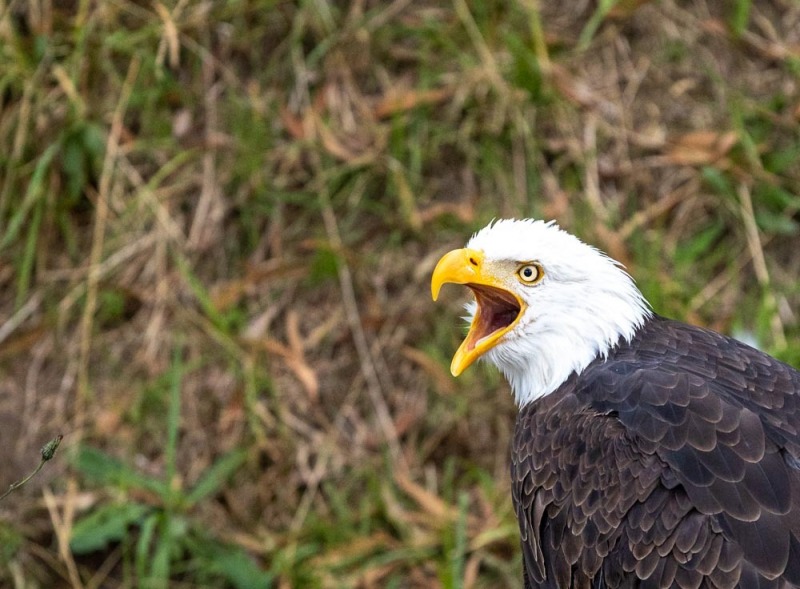 CondorPark-Seeadler-1