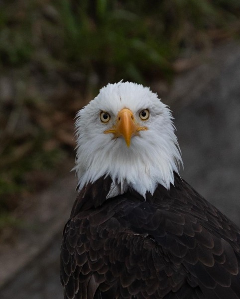 CondorPark-Seeadler-2