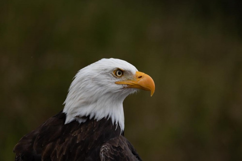 CondorPark-Seeadler-3