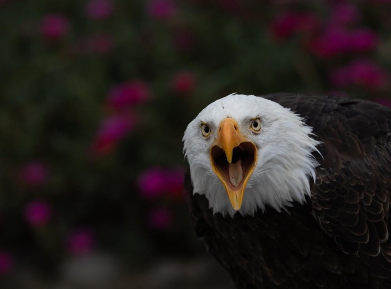 CondorPark-Seeadler-4