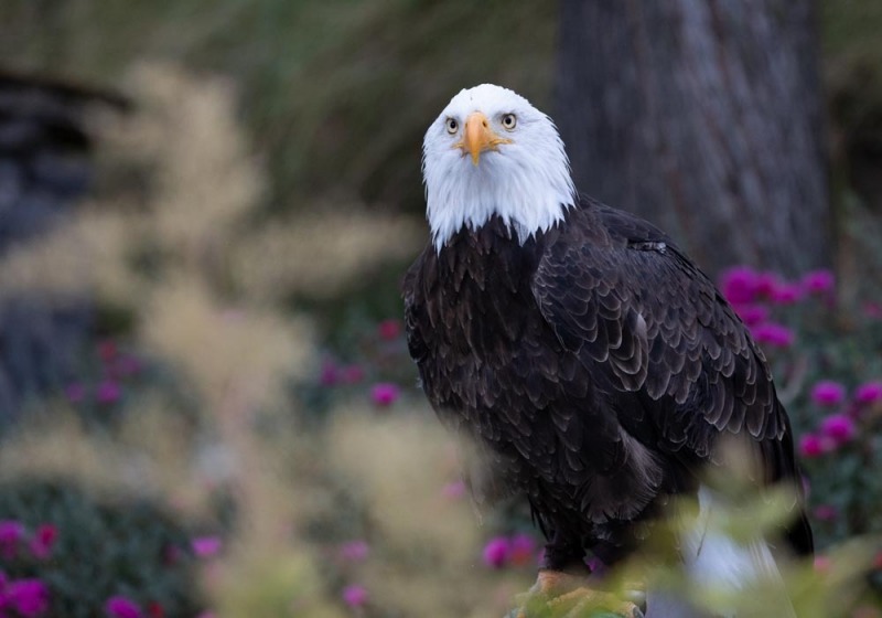 CondorPark-Seeadler-5