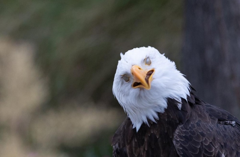 CondorPark-Seeadler-Augen-1