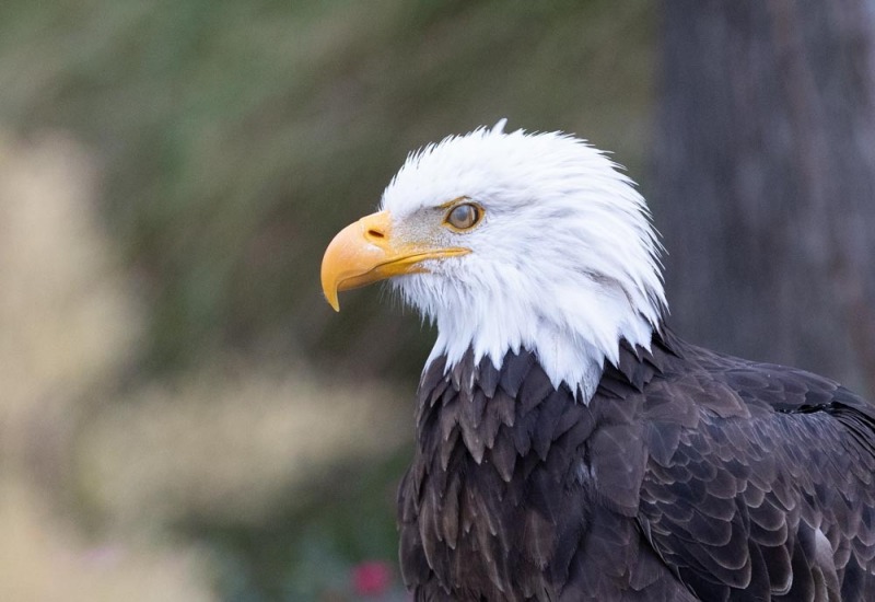 CondorPark-Seeadler-Augen