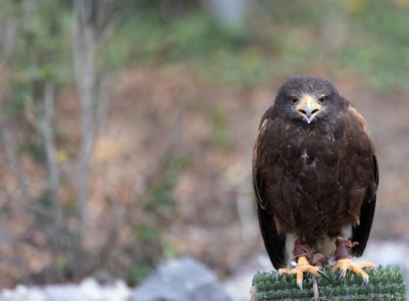 CondorPark-Parabuteo-unicinctus-Wüstenbussard-13