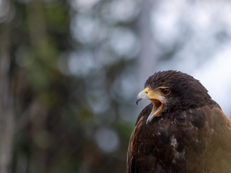 CondorPark-Parabuteo-unicinctus-Wüstenbussard-2