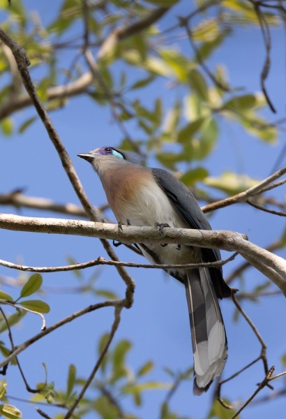 Coquerel-Seidenkuckuck-Coua-coquereli-2