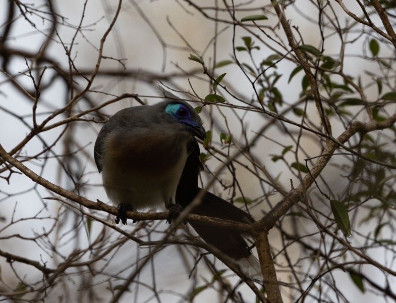 Coquerel-Seidenkuckuck-Coua-coquereli-3