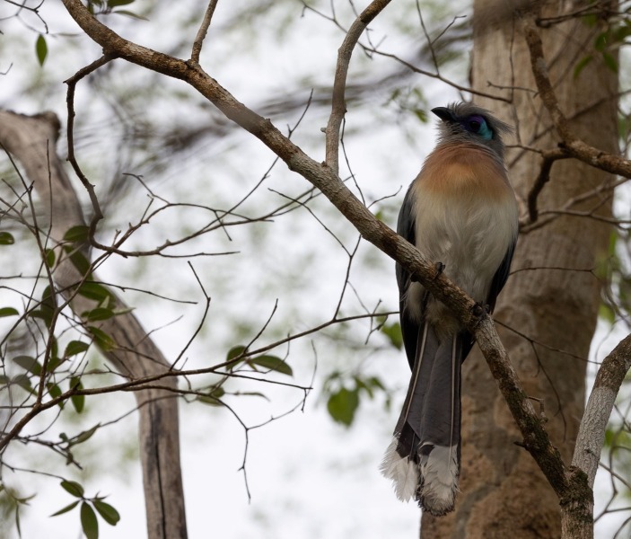 Coquerel-Seidenkuckuck-Coua-coquereli-4