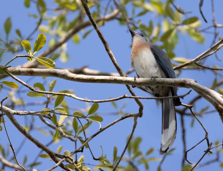 Coquerel-Seidenkuckuck-Coua-coquereli