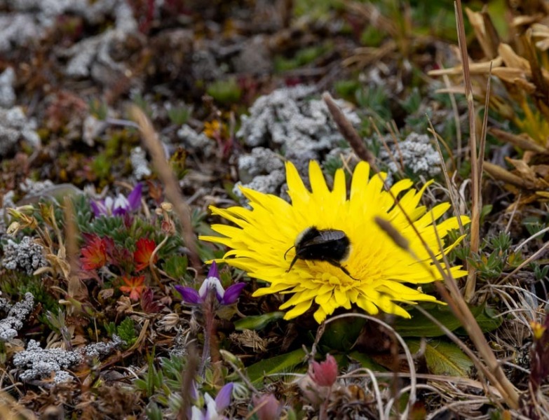 Cotopaxi-Fauna-Biene