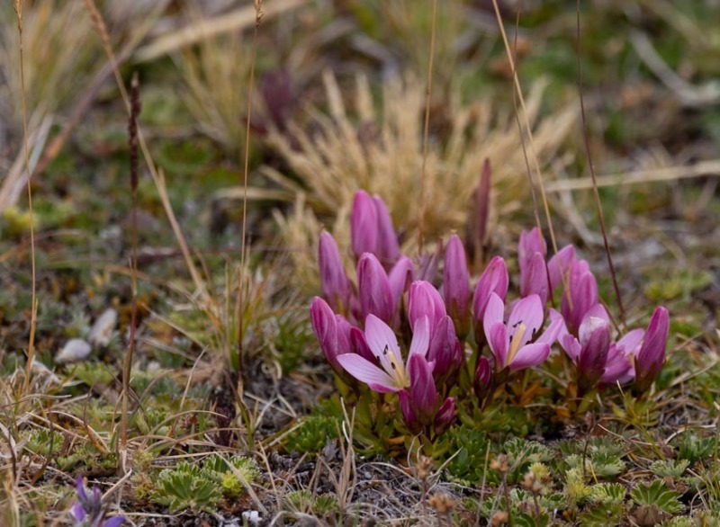 Cotopaxi-Blumen